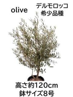 オリーブの木 デルモロッコ 8号 約120cm K-324 希少品種 現品掲載
