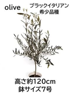 オリーブの木 ブラックイタリアン 7号 約120cm K-311 希少 現品掲載