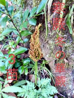 完売 天然＊野生【寒蕨/カンワラビ/冬の華蕨】山野草/3苗セット価格