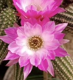 つぼみ付き】多肉植物 花サボテン 白檀 トゥルーディ （袖ヶ浦接ぎ木