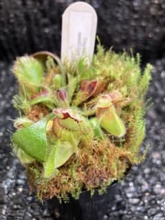 食虫植物 セファロタス フォリキュラリス SOHG(981/04)BCP - メルカリ