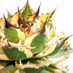 スナグルトゥース①☆暴牙☆カクタスグリーン産☆CACTUS GREEN産