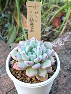 多肉植物 ミソップさん苗 エレイン✕沙羅姫牡丹♥ 札付き 抜き苗