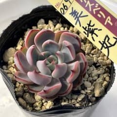 超美株！ 葉数多い ミックスベリア 美紫妃 抜き苗 第4種発送 - メルカリ