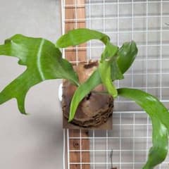 2株半額・3株目無料】P. Fujin 風神 フージン ビカクシダ - メルカリ