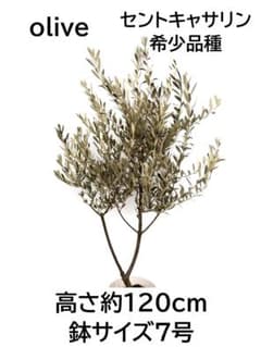 オリーブの木 セントキャサリン 7号 約120cm K-344 希少 現品掲載