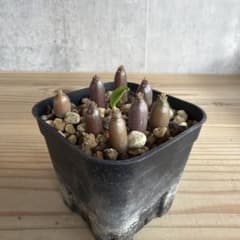 8株セット パキポディウムウィンゾリー 国内実生株 - メルカリ