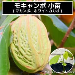 モキャンボ 苗[熱帯果樹]Theobroma bicolor マカンボ - メルカリ