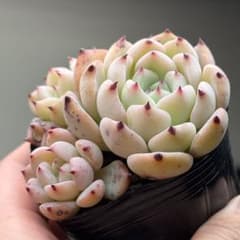 ラウリンゼxざわわ おらいさん苗 ミックスベリア 多肉植物 エケベリア