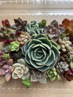 多肉植物✩.*˚七福神のちまちま寄せ植えセット④ - メルカリ