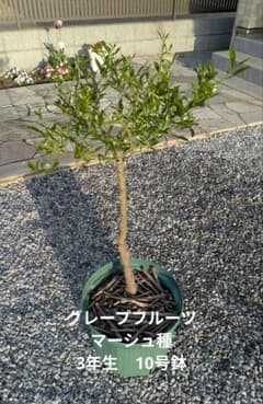 初心者おすすめ】3年生 グレープフルーツ苗木 10号鉢 匿名発送 - メルカリ