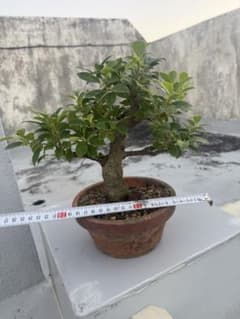 沖縄産小葉ガジュマル値下げしました - メルカリ