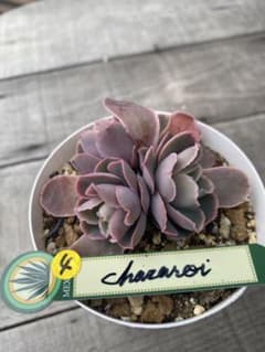 4 三頭 原種 チャザロイ Chazaroi エケベリア 紫色 - メルカリ