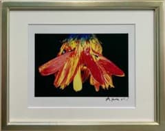 荒木経惟 写真作品 花 サイン入 額装 - メルカリ