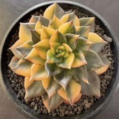 多肉植物 ブラックプリンス錦 - メルカリ