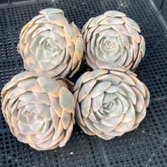 エケベリア 韓国苗 大苗 マケベニア錦 多肉植物 ポコ多肉 - メルカリ
