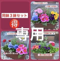 8345☆長く楽しむ☆同鉢で3鉢セット☆お得です❣️ - メルカリ