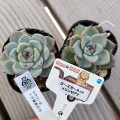 多肉植物2種セット 優木園さん苗 ファームパルクさん苗 - メルカリ