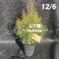 ②*ஐレア種！茶色い実もなる*ஐ【ディーンツリー・パインブラウン