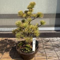 ☆盆栽☆ 赤石五葉松【Z-2】9年物 ☆愛媛県より発送☆ - メルカリ