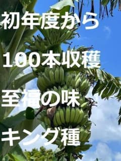 準親株、255cm◇スーパードワーフ・キングナムワ＝バナナ苗◇関東露地