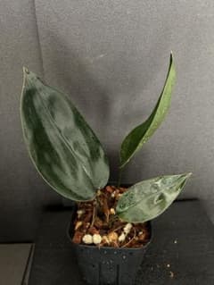 ASPIDISTRA BABENSIS 'BLACK LEAF' - メルカリ