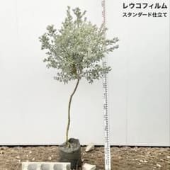 レウコフィルム シルバーリーフ/ 993 - メルカリ