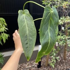 151 Zamora Queen ザモラクイーン アンスリウムAnthurium - メルカリ