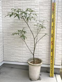 m38597692524_1.jpg?1757061293