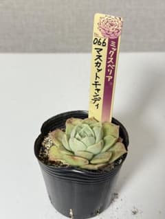 ミックスベリア 札付き おらいさん苗 マスカットキャンディ - メルカリ