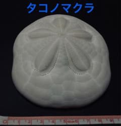 タコノマクラ 棘皮動物 ウニ カシパン たこのまくら② - メルカリ