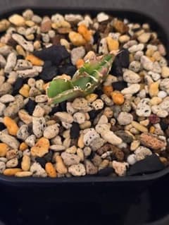 Agave IVORY W.A4 子株 発根済 訳アリ格安注意事項 ラスト - メルカリ