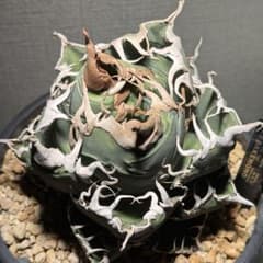アガベチタノタ悪魔くん Diabo Verde osp産 コレクション株 - メルカリ