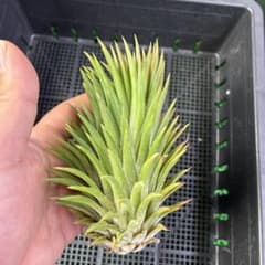 Tillandsia ionantha 'Apretado BRT' ブロメリア - メルカリ