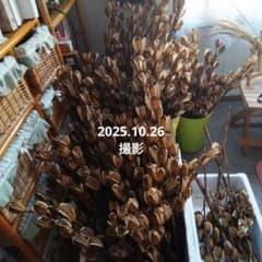 オオウバユリ 2025 収穫 茶色いプリザーブドフラワー花材 - メルカリ