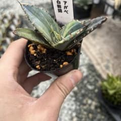 アガベ 白鯨錦斑入り抜き苗発送 - メルカリ