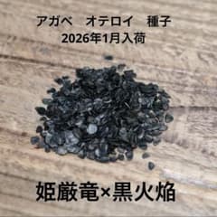 数量限定】アガベ オテロイ 種子 姫厳竜×黒火焔 10粒 - メルカリ