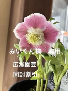 ♡広瀬園芸♡ セミダブル白覆輪 - メルカリ