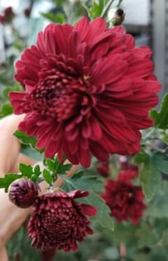 菊苗 冬至芽 3本 - メルカリ