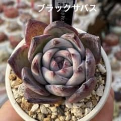 多肉植物 ブラックサバス 抜き苗 エケベリア - メルカリ