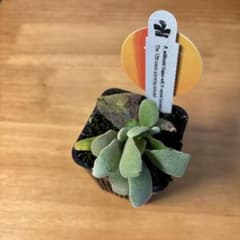 willinckii copper will × veitchii 2nd 脇芽 - メルカリ