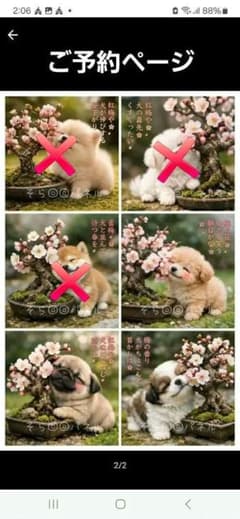 盆栽大好きポメラニアン、柴犬、パグ、トイプー、シーズ、マルチーズ