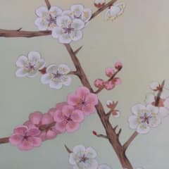 展示済】梅の花 梅 枝 桃色 白色 バラ科サクラ属 Prunus mume - メルカリ