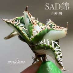 初出品【匿名配送】②選抜 強鋸歯 アガべ チタノタ SAD錦 白中斑 TC