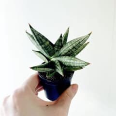 日曜まで！1週間限定出品】 ハオルチア スウェイ H. 'Sway' 多肉植物