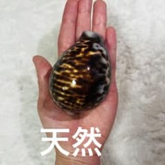 希少！特大沖縄県天然星宝貝（ホシダカラ） - メルカリ