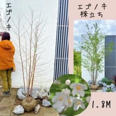 エゴノキ株立ち1.8M(鉢底から) - メルカリ