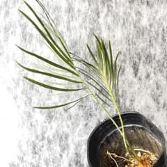 塊根植物】サイカスカイルンシアナ 国内実生 ソテツ⑩ - メルカリ