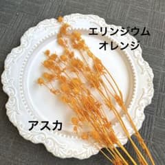 新品 エリンジウム オレンジ 1束 アスカ 現品のみ - メルカリ