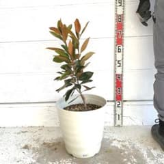 タイサンボク リトルジェム 約70cm 大山木 希少種 苗木 鉢植え 08